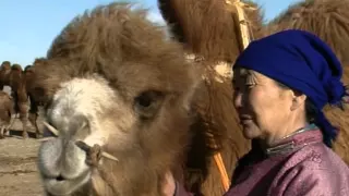 coaxing ritual for camels