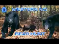 Face to Face with Western NC Black Bears - Western NC Bear Hunt