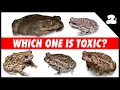 How to Tell Which Toad is Toxic to Your Pets