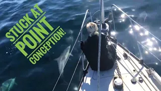 A Million Dolphins! Morro Bay To Catalina Islands Vlog #15