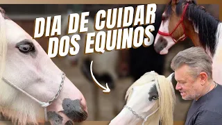 CUIDANDO DE TODOS OS CAVALOS DA CASA!