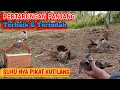 Pertarungan panjang, pikat kutilang Cengkram dapat perlawanan terbaik dan terindah