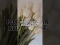 Download Lagu People born in November are 🌼💎🌷 #shorts #aesthetic #venus_siblings #personality #november #fypシ