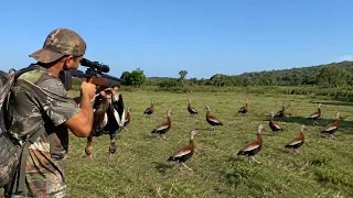 Caza Y Cocina De Patos En El Salvador