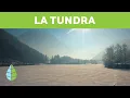 What is tundra - Types of tundra Arctic tundra alpine tundra and Antarctic tundra