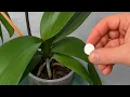 Download Lagu Plaats dit onder uw orchidee! Zie 200% wortelgroei en bloei het hele jaar door.
