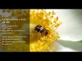 Download Lagu 21 dias con Deepak Chopra Día 9 Creando Abundancia