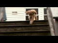 Dogs 101 - Golden Retriever