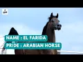 Download Lagu Arabian Horse EL FARIDA - RFI Farid x Esmeta