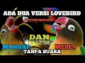 Download Lagu JAMINAN KEMBALI KONSLET...???? | LOVEBIRD MANGAP dan MELET TANPA SUARA