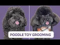 POODLE TOY GROOMING TUTORIAL - Professional Dog Groomer Tips