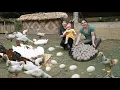 Lagu A Day Collecting Duck Eggs to Sell at the Market | Farm Life, SURVIVAL ALONE