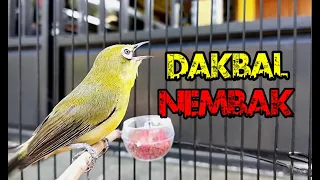 Download Pleci DAKUN BALI Nembak Volume Toa MP3