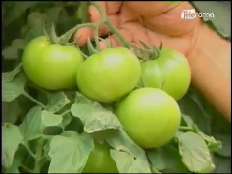 Ecuador Agropecuario 13-11-2017