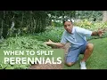 When To Split Perennials Let s Talk Hostas