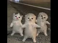 Cool ( That Or That ) (Best Part Looped + Viral Version)