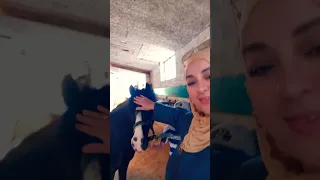 حتى أنا نهرب من ضحيج البشر اكسبلور تيك توك ترند حنان عرعاري الخيول العربية الاصيلة الخيول 