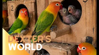 . SEPTEMBER IS BREEDING SEASON! 🥚🐦 SO MANY AFRICAN LOVEBIRD EGGS AT OUR FARM!