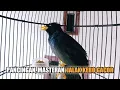 Download Lagu Jalak Kebo PANDAI BUAT JALAK LAIN IKUTAN NYAUT sekali putar bikin emosi PAS BUAT pancingan, masteran