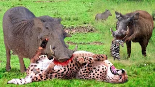 Download Painful Punishment! Warthog Dominates The Forest When He Bravely Kills Leopard To Protect His Baby MP3