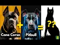 TOP 5 Most Amazing Cane Corso Mix Breed Dogs You Don t Know About