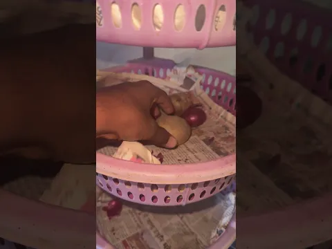potato that saves lives