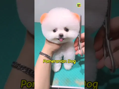 Cute Pomeranian Puppy Price | cute puppy price in India #shorts #trending #viral #puppy #dog