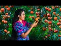 Download Lagu Garcinia | goraka 🍑 from the home garden! sun dried \u0026 made more recipes!