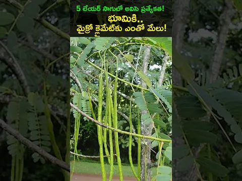 అవిసెతో 5 లేయర్ ఫార్మింగ్.. నేల ఆరోగ్యం & మైక్రో క్లైమేట్‌లో అద్భుత మార్పు!   @Raitunestham