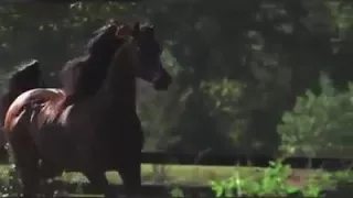 حلوى يم عيون السود   دندنها
