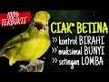 Download Lagu CIAK CIAK KECIAL KUNING BETINA AMPUH BIKIN KONTROL BIRAHI BIKIN KECIAL BUNYI MAXIMAL‼️