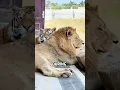 Lagu Tiger and lion are best friends
