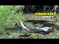 Download Lagu Situasi ini yang paling ditunggu para pemancing liar #SG-449