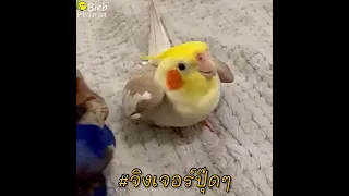 cookie cookie cockatiel drops hc cookie beat loud audio 10 min good loop 