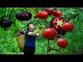 Harvest Red Eggplant, goes to the market to sell - Harvesting and Cooking |Tieu Vy Real Life