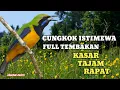 Download Lagu Masteran handal cucak cungkok full tembakan kasar tajam rapat