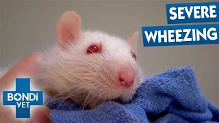 Tiny Albino Rat Struggling To Breathe | Bondi Vet