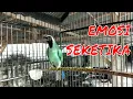 Download Lagu CUKUP 2 menit PIKAT cucak ijo anda BIAR GACOR dan EMOSI SEKETIKA