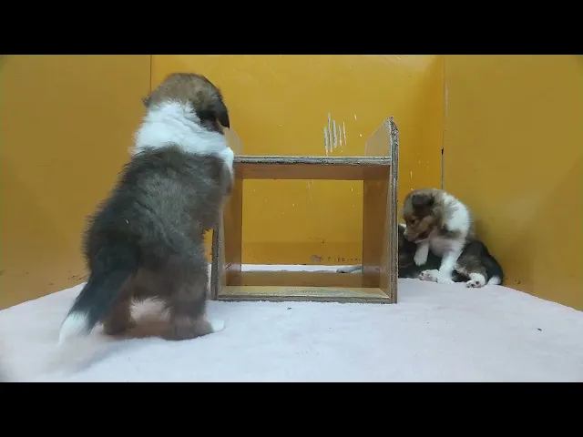 動画