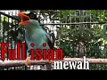 Download Lagu ekek Keling gacor ngekek full isian Tengkek Buto dan cililin // burung fighter