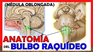🥇 Anatomy of the MULBO RACHÍDEO. (Medulla Oblongata) Simple Explanation!