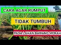 Lagu cara ampuh agar rumput tidak tumbuh pada lahan bawang merah