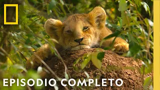 Capítulo Uno: Nace un Príncipe (Episodio Completo) | León | Nat Geo en Español