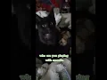 who are you playing with sweetie ππ #shorts #cute #cat #cutecat #cats #animals