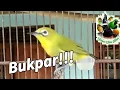 Download Lagu Bikin Pleci Ikutan NGAlas kenCENG Dan Ngotot Bunyi