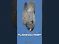 Lagu Peregrine Falcon | Burung tercepat di dunia