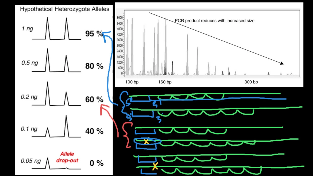 Electropherogram analysis: allelic peak height imbalances and allele drop-out
