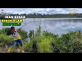 Download Lagu Mancing Ikan Besar Umpan Daging Ayam Gak Usah Nunggu Lama Langsung Disambar