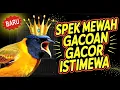Download Lagu GACOR NGAWUR‼️Masteran Burung Mewah Buat  Isian Juara 🐦