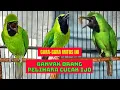 Download Lagu Gara-gara Mitos Ini Ramai Orang Pelihara Burung Cucak Ijo || Mitos atau Fakta MP3